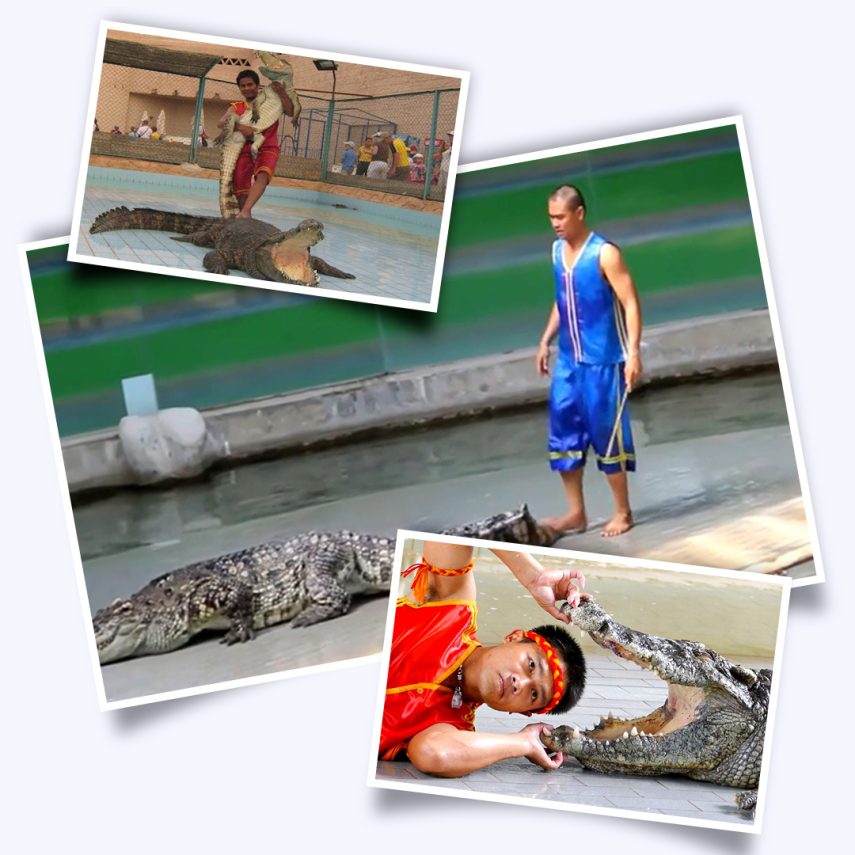 Шоу крокодилов в Шарм-Эль-Шейхе