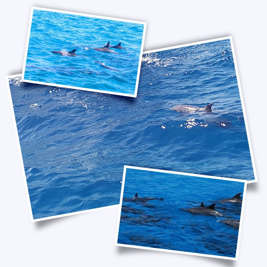 Бухта дельфинов в Хургаде