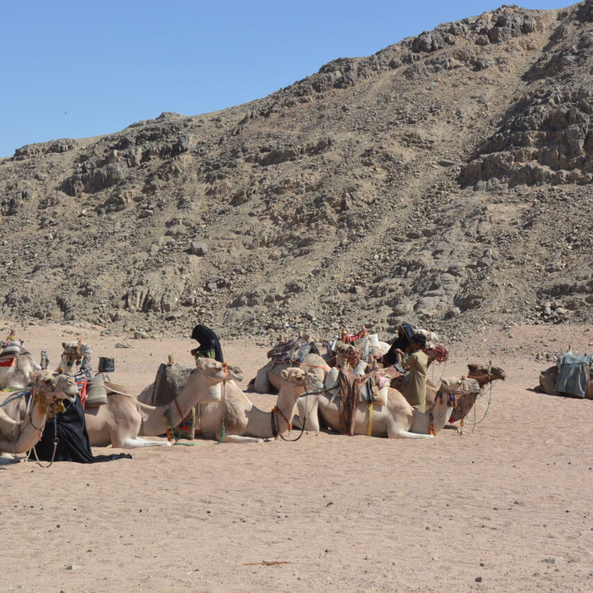 Семейное сафари