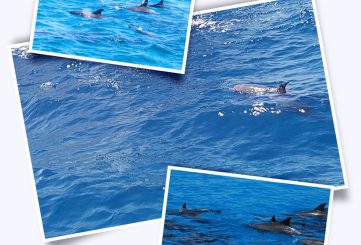 Dolphin bay in Hurghada