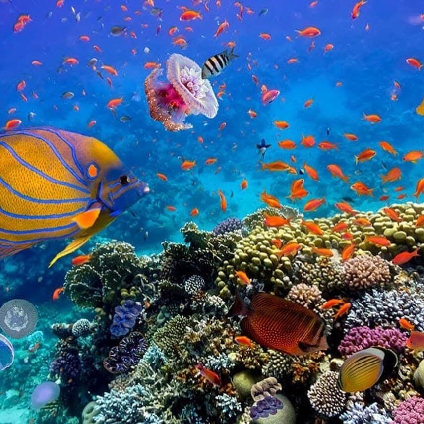 Sea scope and snorkeling 3 hours