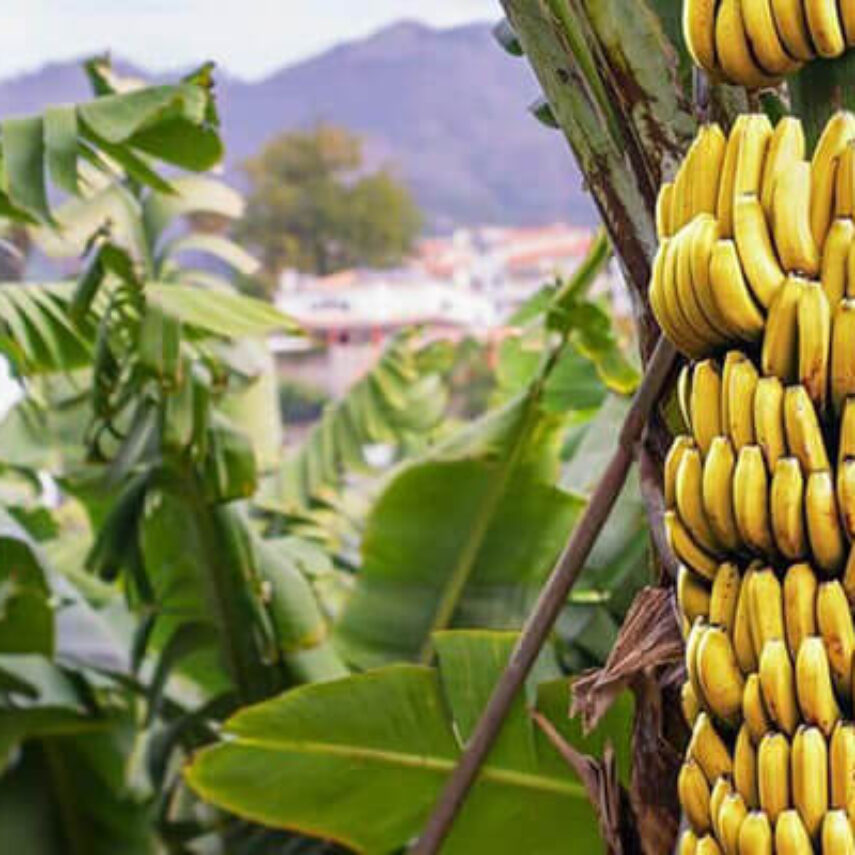 Luxor standard (VIP SERVICE)